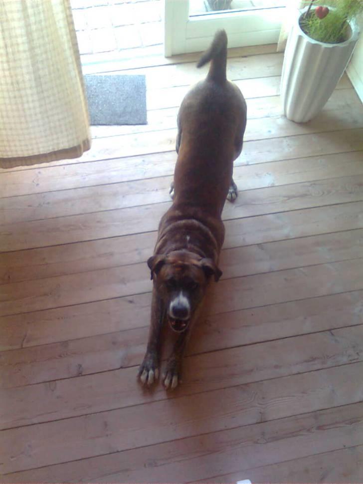 Blanding af racer Charlie R.I.P billede 4