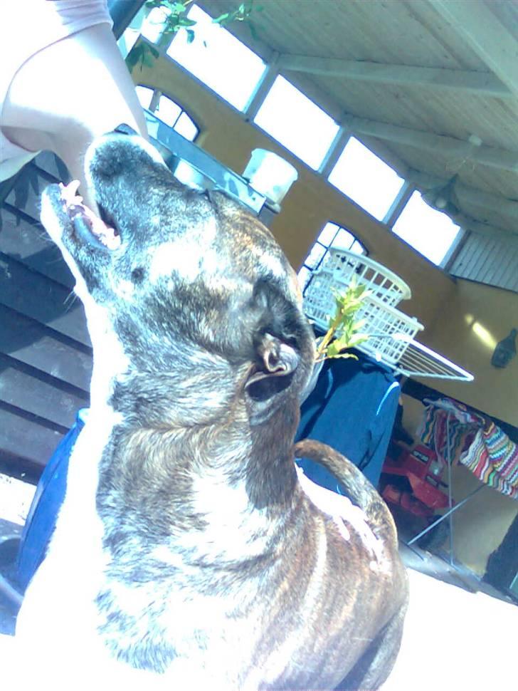 Blanding af racer Charlie R.I.P billede 5