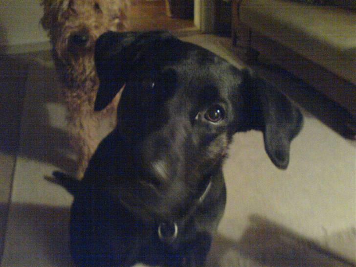 Blanding af racer Dixie RIP - hej hej billede 1