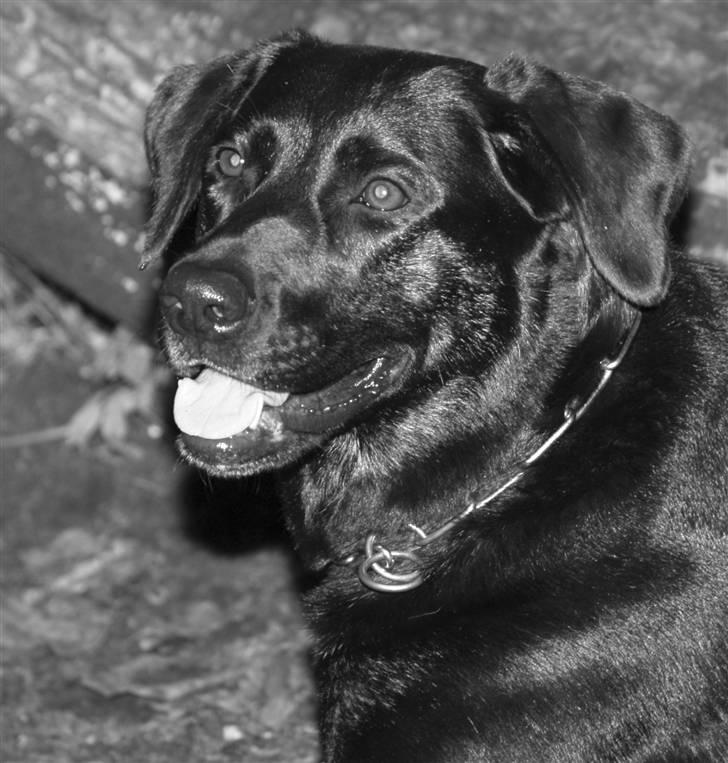 Blanding af racer Dixie RIP - Elsker det billede her billede 2