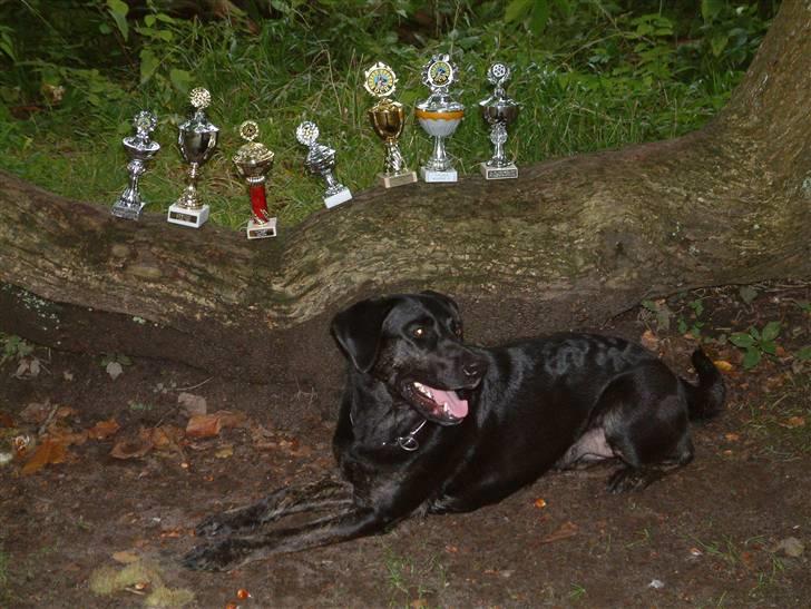 Blanding af racer Dixie RIP - sammen med hendes pokaler billede 3