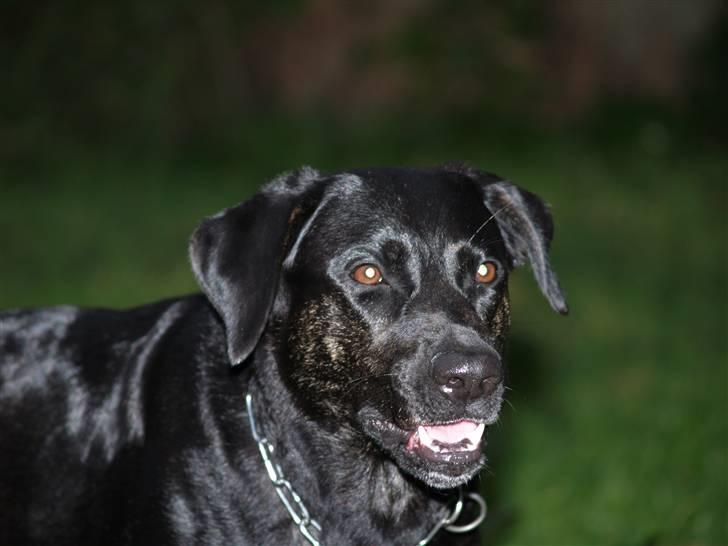 Blanding af racer Dixie RIP billede 4