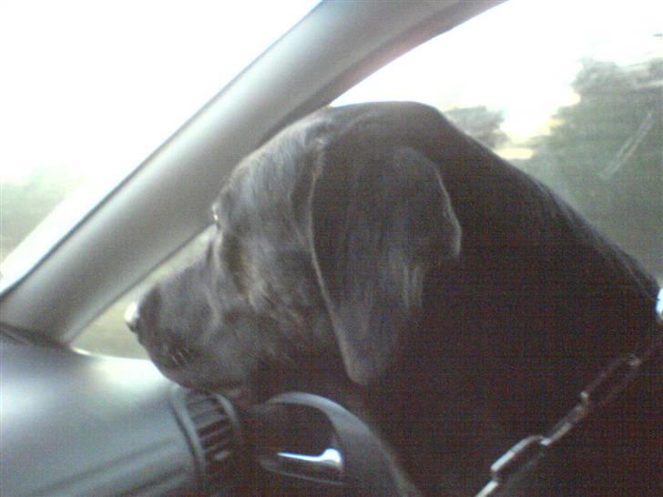 Blanding af racer Dixie RIP - ude og kører med min mor billede 5