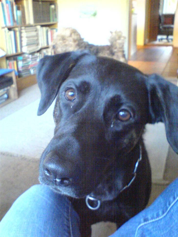 Blanding af racer Dixie RIP - Er jeg ikke bare sød billede 6