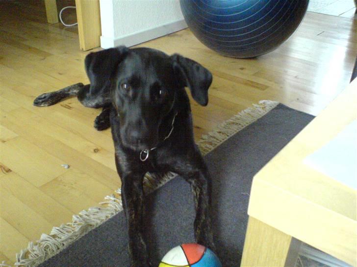 Blanding af racer Dixie RIP - Mig og min bold billede 7