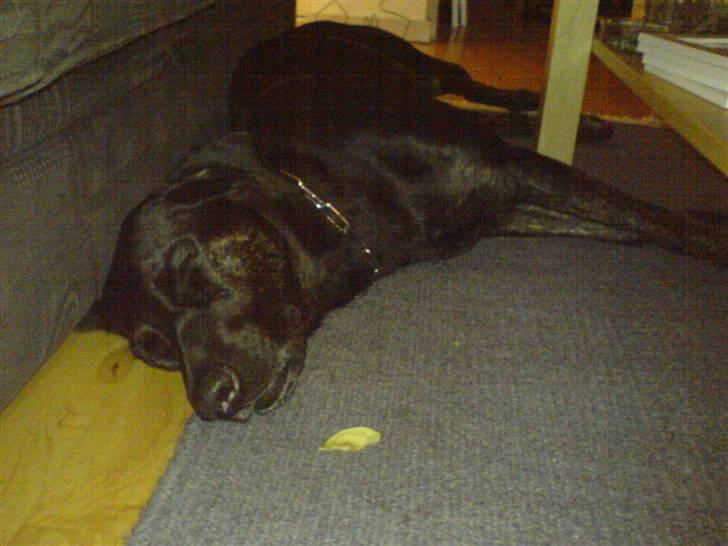 Blanding af racer Dixie RIP - Er bare så træt billede 8