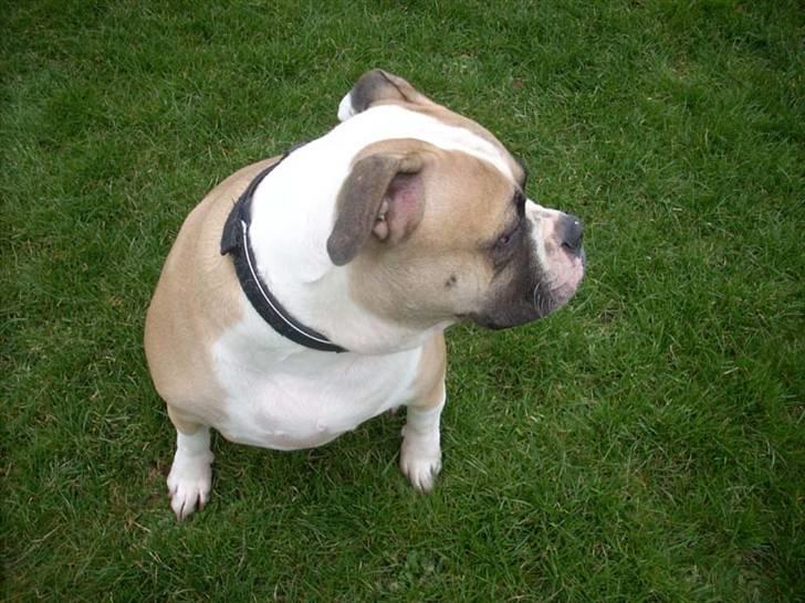 Amerikansk bulldog Gabi billede 10