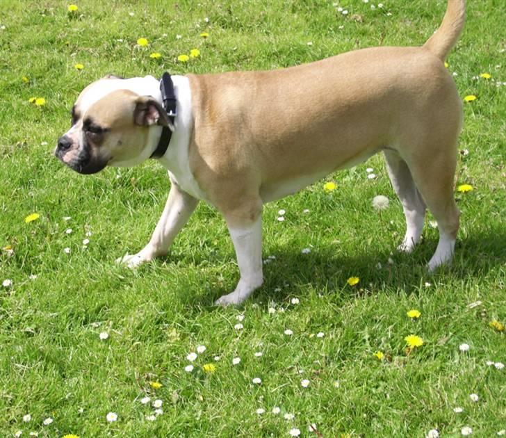 Amerikansk bulldog Gabi billede 13