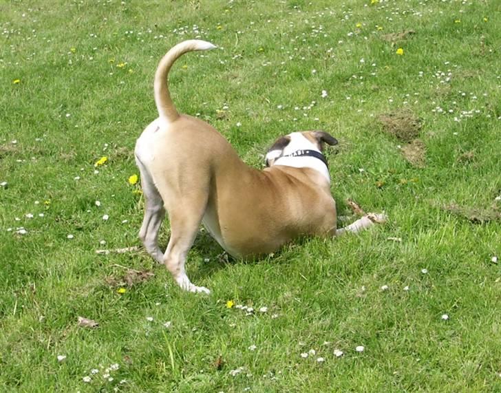 Amerikansk bulldog Gabi billede 14