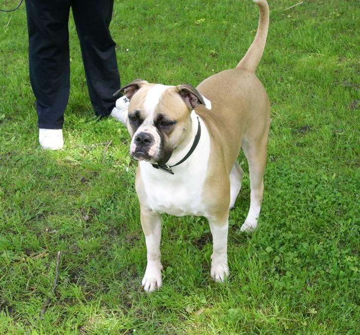 Amerikansk bulldog Gabi billede 15