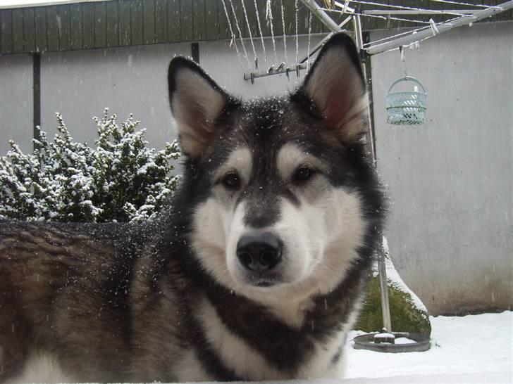 Alaskan malamute Bailey billede 18