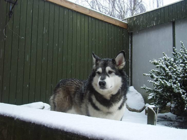 Alaskan malamute Bailey billede 19
