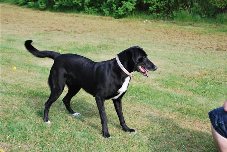 Blanding af racer sascha billede 20