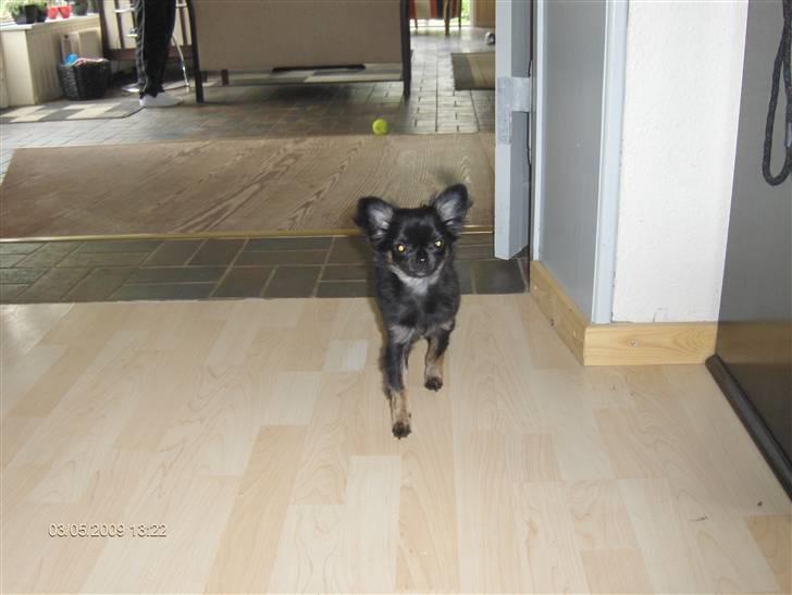 Chihuahua asha billede 1