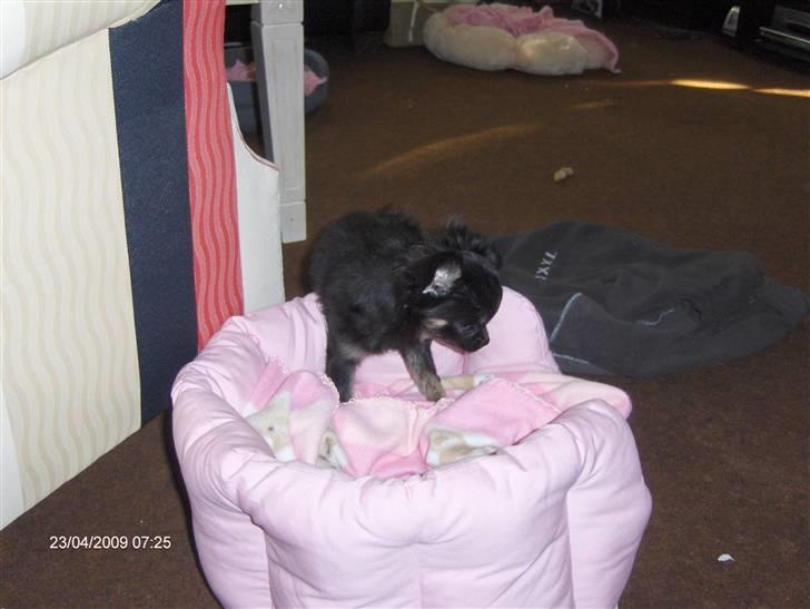 Chihuahua asha billede 2