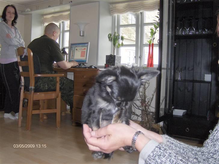 Chihuahua asha billede 3