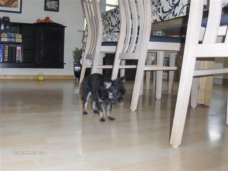 Chihuahua asha billede 4