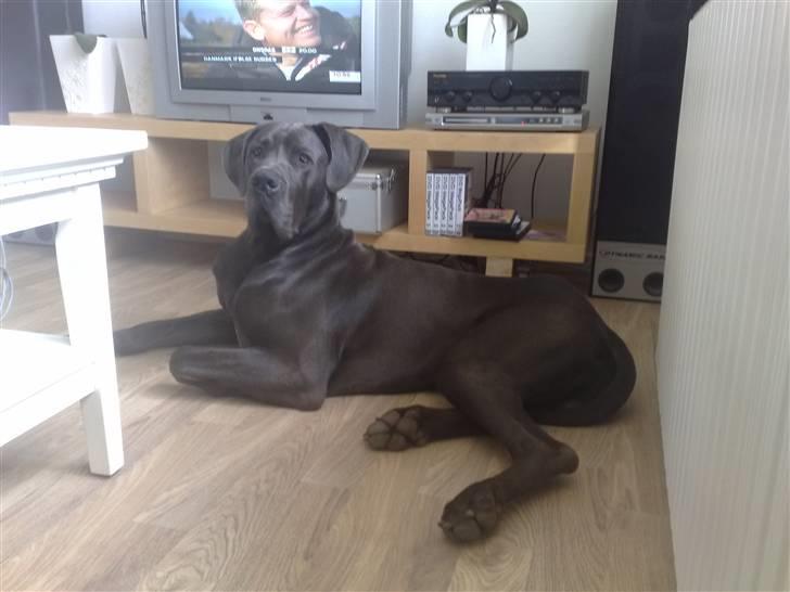 Grand danois BONEL ZAGANELLI  - det her er MIN stue billede 10