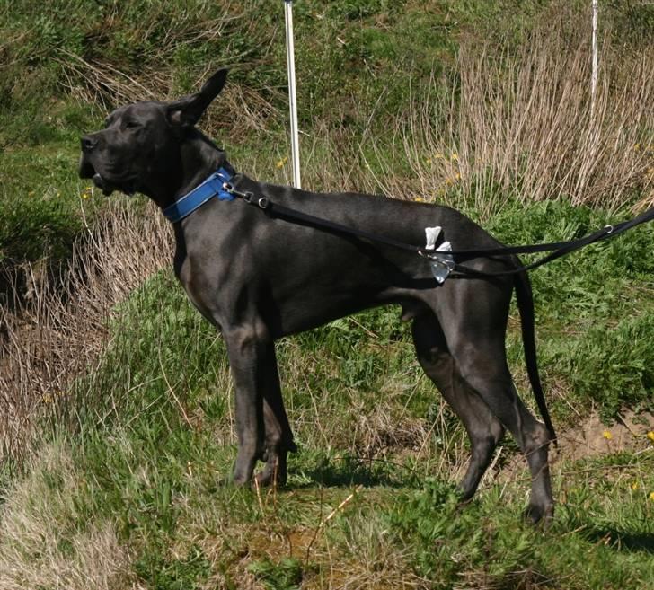 Grand danois BONEL ZAGANELLI  - Fly Garcia flyyyyyyyyyy billede 11