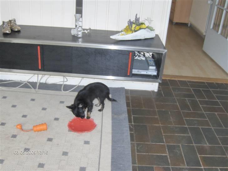 Chihuahua asha billede 5