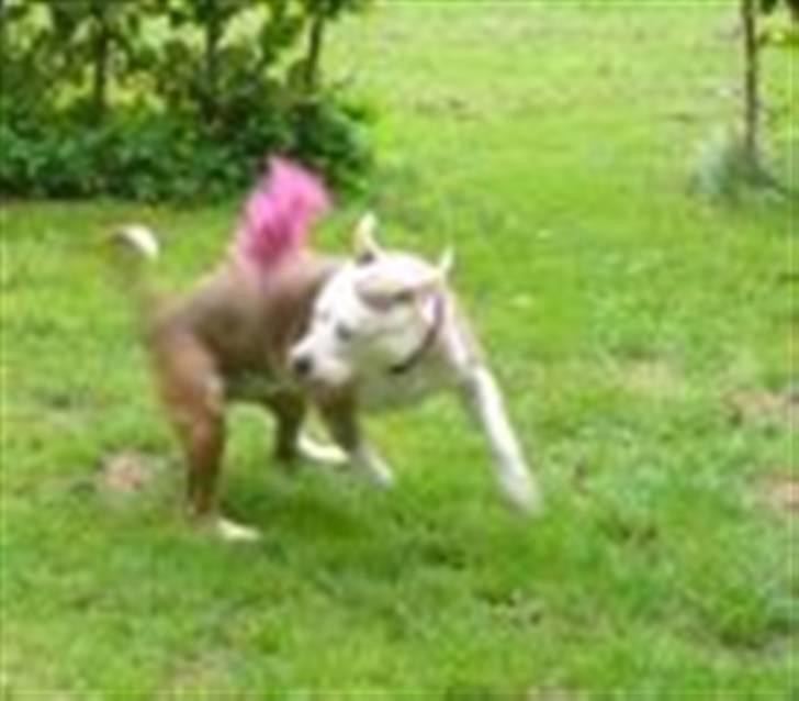 Amerikansk staffordshire terrier PIXIE billede 15