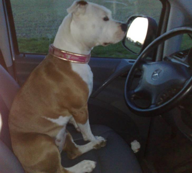 Amerikansk staffordshire terrier PIXIE billede 16