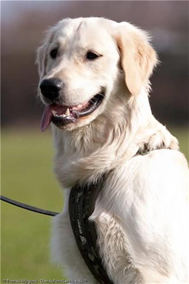 Golden retriever Simba - Billedet taget af Tomas Mygid Danskfotoservice.dk billede 10