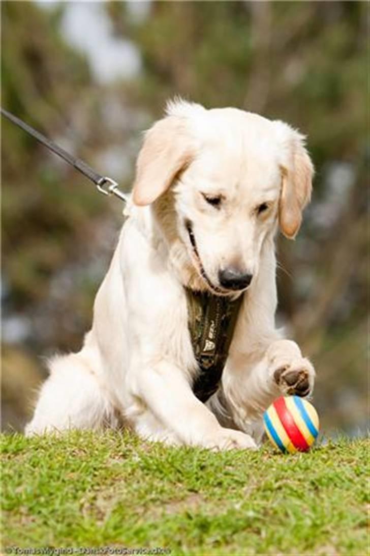 Golden retriever Simba - Billedet taget af Tomas Mygid Danskfotoservice.dk billede 11