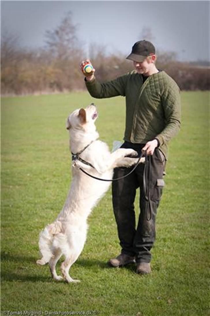 Golden retriever Simba - Billedet taget af Tomas Mygid Danskfotoservice.dk billede 12
