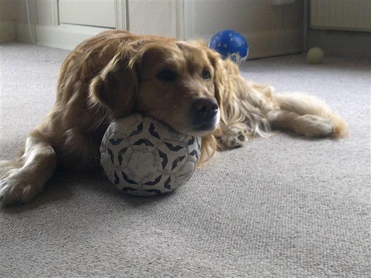 Golden retriever Gismo - 3. april 2010 .. Gismo og alle hans bolde :) billede 8