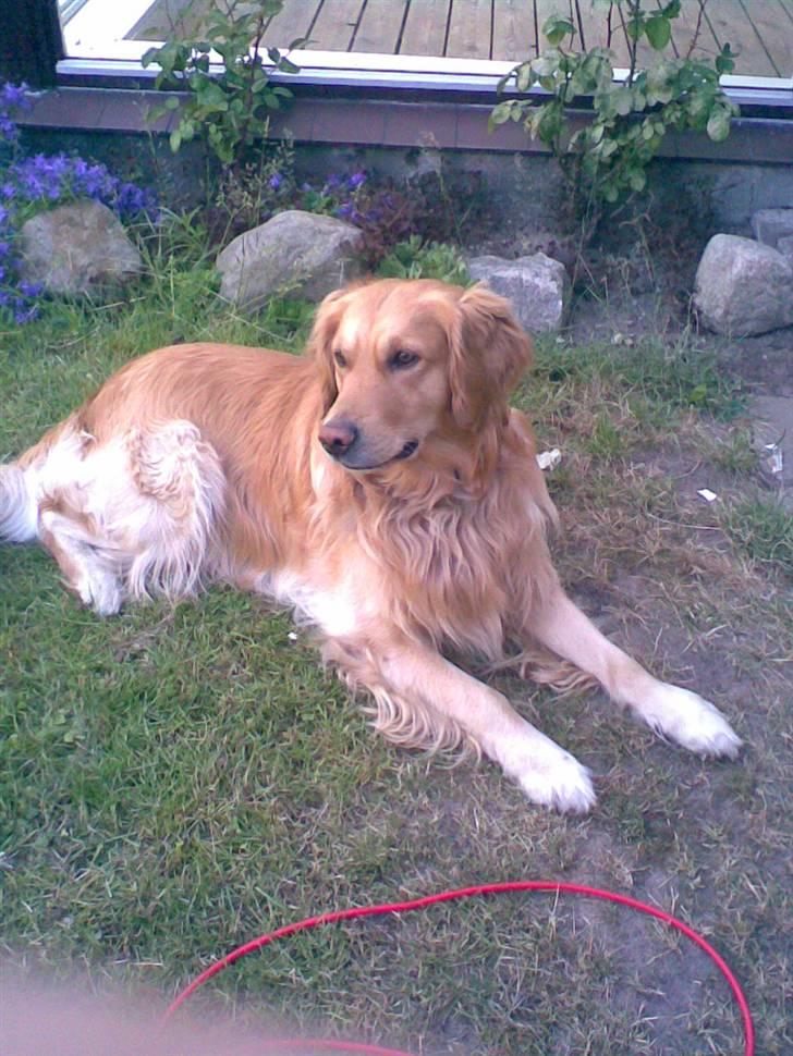 Golden retriever Gismo - Jeg elsker det her billede. Taget i mine forældres have i juni 2007. billede 9