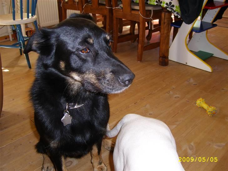 Blanding af racer Simba billede 12