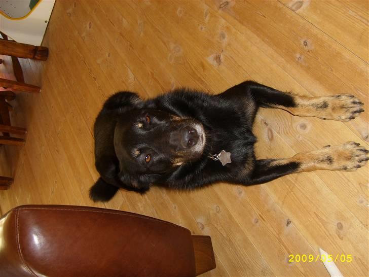 Blanding af racer Simba billede 13