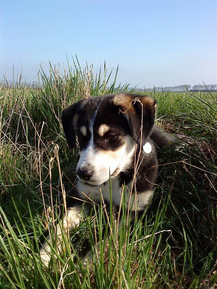 Blanding af racer Jack  - Jack på en af vores gå ture, elsker at rende i det lange græs og tumle rundt :-)  billede 1