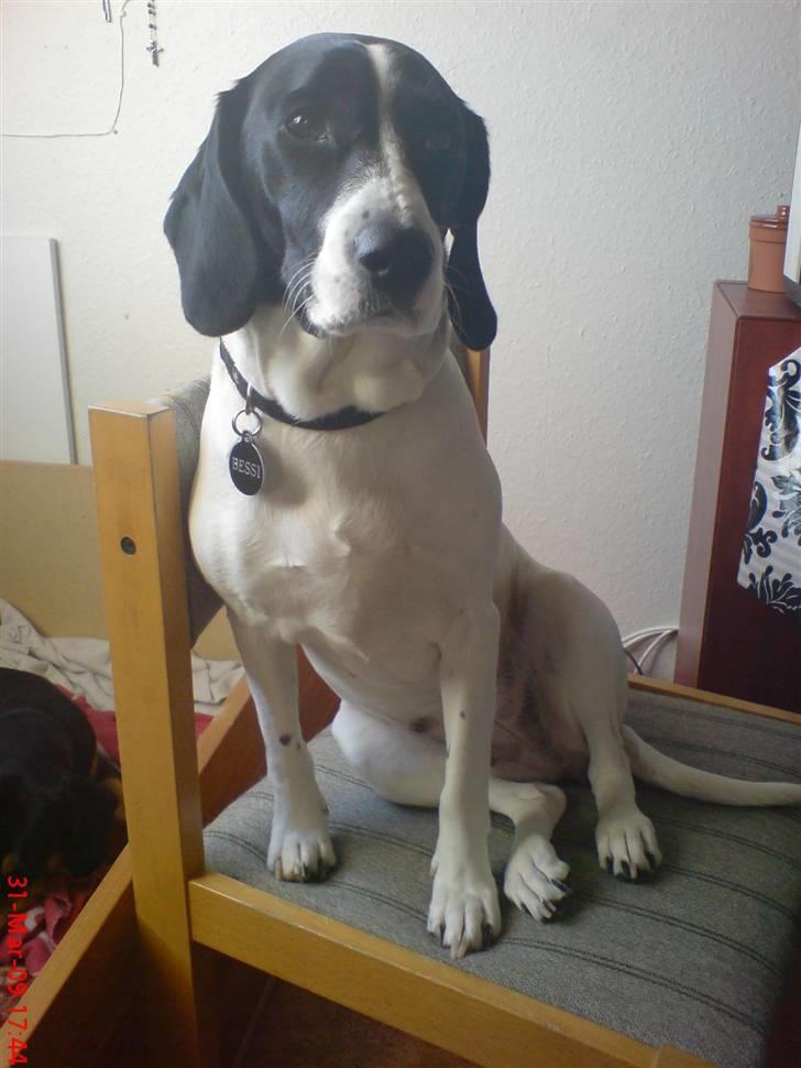 Blanding af racer BESSI  - her er Bessi så billede 1