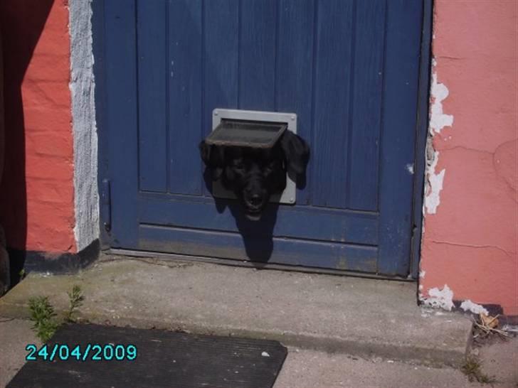 Blanding af racer Jazz - "Hvem er den uintelligente sinke som har lavet dette hul? Det er jo ikke stort nok!"  billede 16