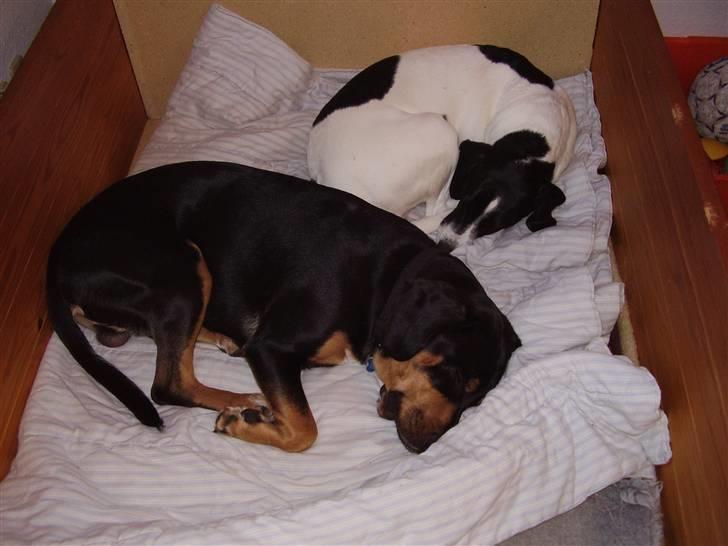 Blanding af racer BESSI  - det er så Bessi og Bo faderen til de kommende hvalpe billede 2