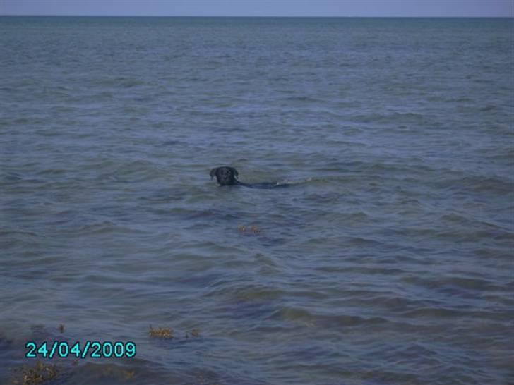 Blanding af racer Jazz - Badedyret.  billede 17