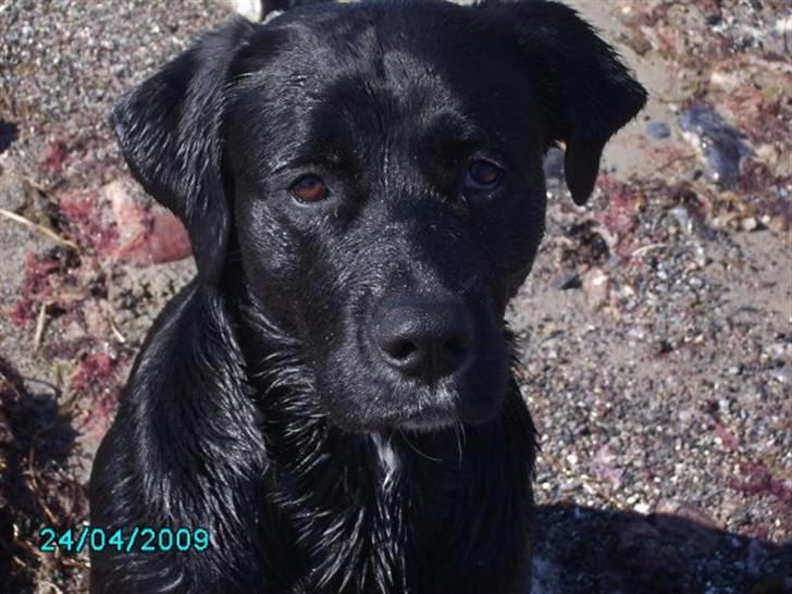 Blanding af racer Jazz - "Jeg er altid villig til at være lækker-smækker, hvis jeg får en godbid for det!" billede 18