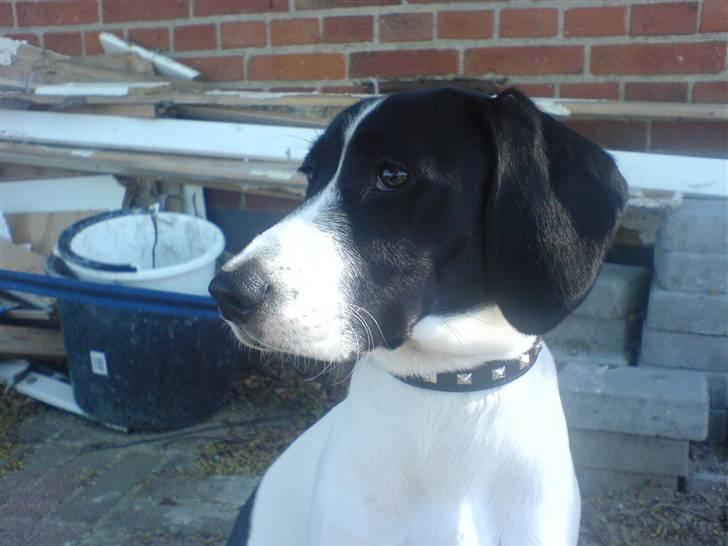 Blanding af racer BESSI  - Bessi før hun blev gravid billede 3