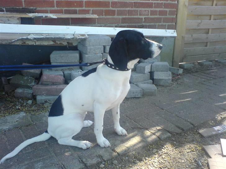 Blanding af racer BESSI  - der var Bessi tynd og slank billede 4