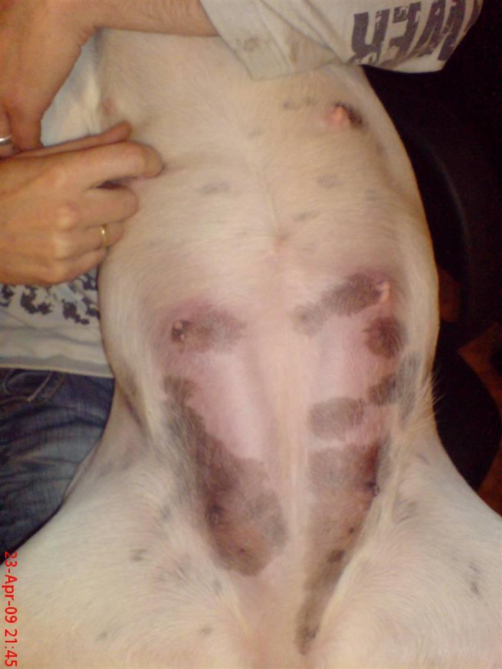 Blanding af racer BESSI  - en uge før fødslen billede 5