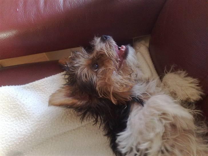 Biewer yorkshire terrier * Baby Doll * billede 8