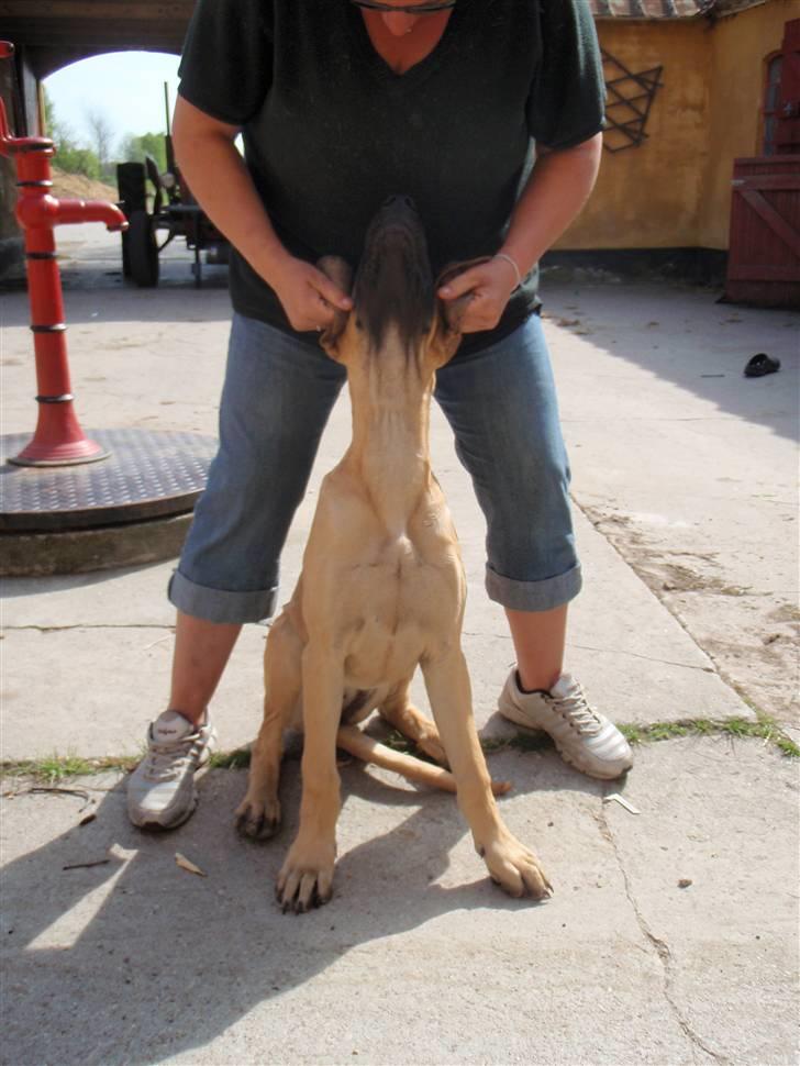 Grand danois Vicki billede 1