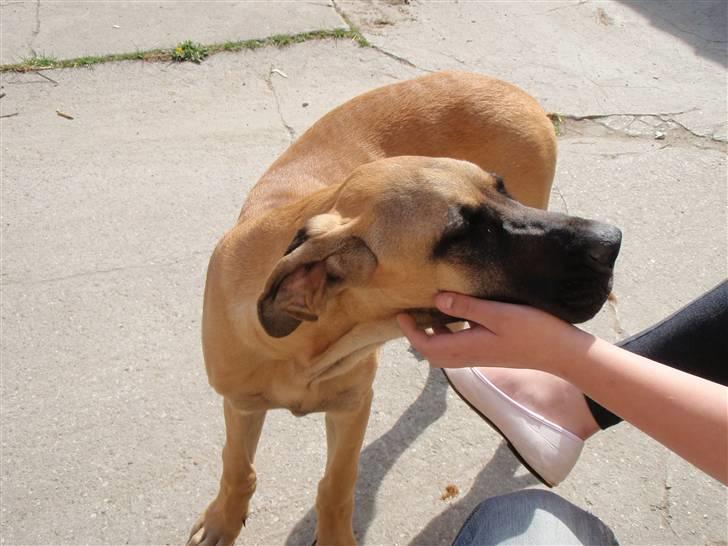 Grand danois Vicki billede 2