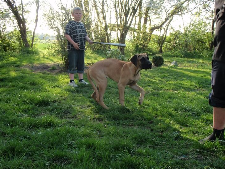 Grand danois Vicki billede 3