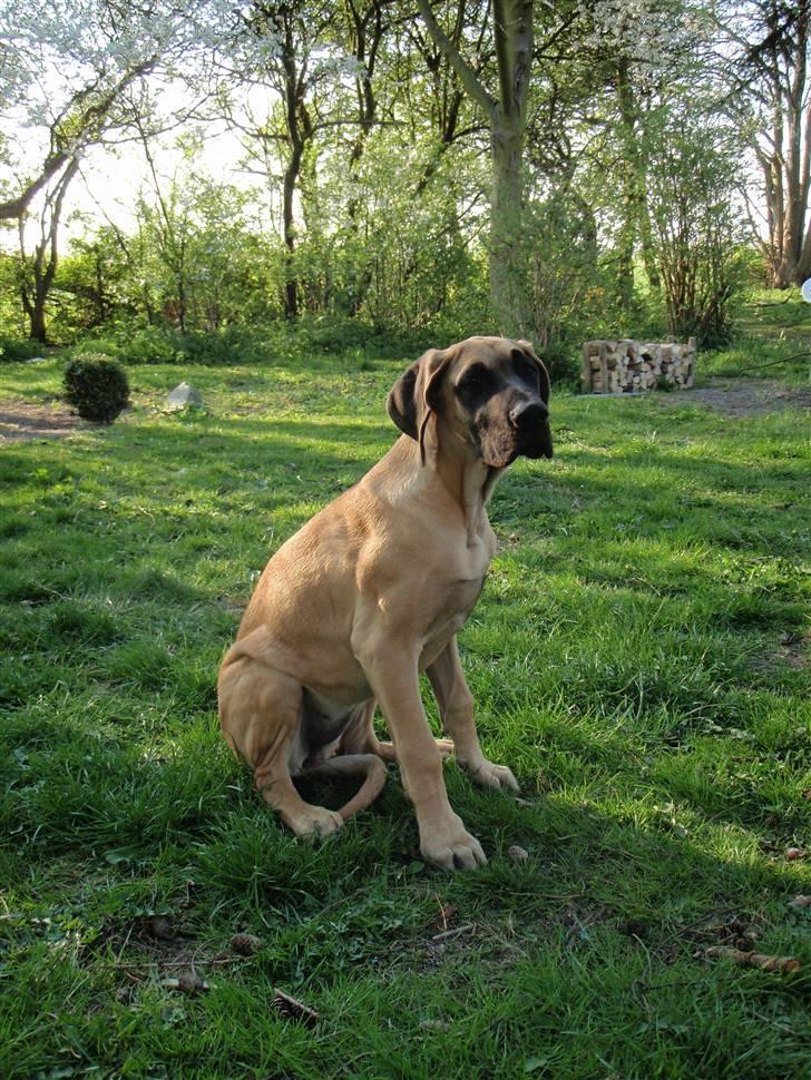 Grand danois Vicki billede 4