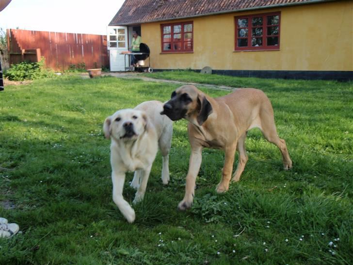 Grand danois Vicki billede 5