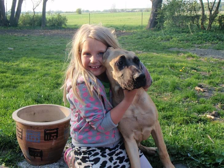 Grand danois Vicki billede 6