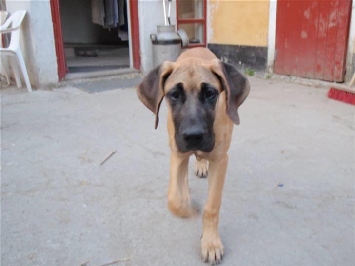 Grand danois Vicki billede 7